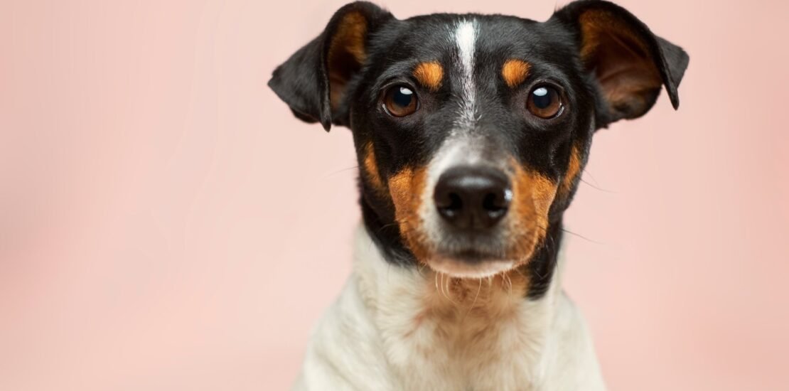 pl-permite-deducoes-no-imposto-de-renda-em-apoio-a-causa-animal