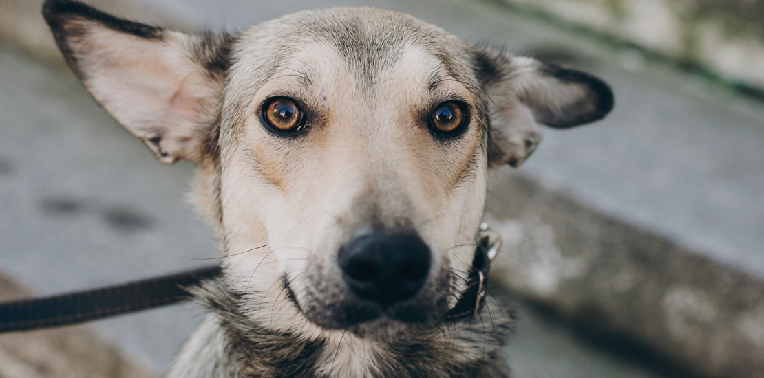 doacoes-a-protecao-dos-animais-podem-ser-dedutiveis-no-irpf