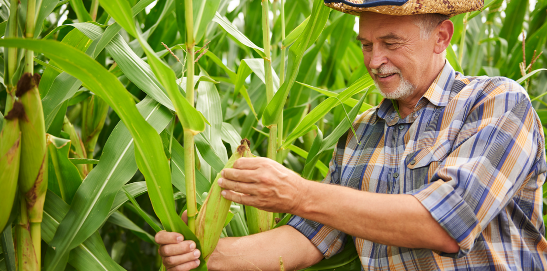 in-rfb-2185-24:-mudancas-para-o-produtor-rural-pessoa-fisica