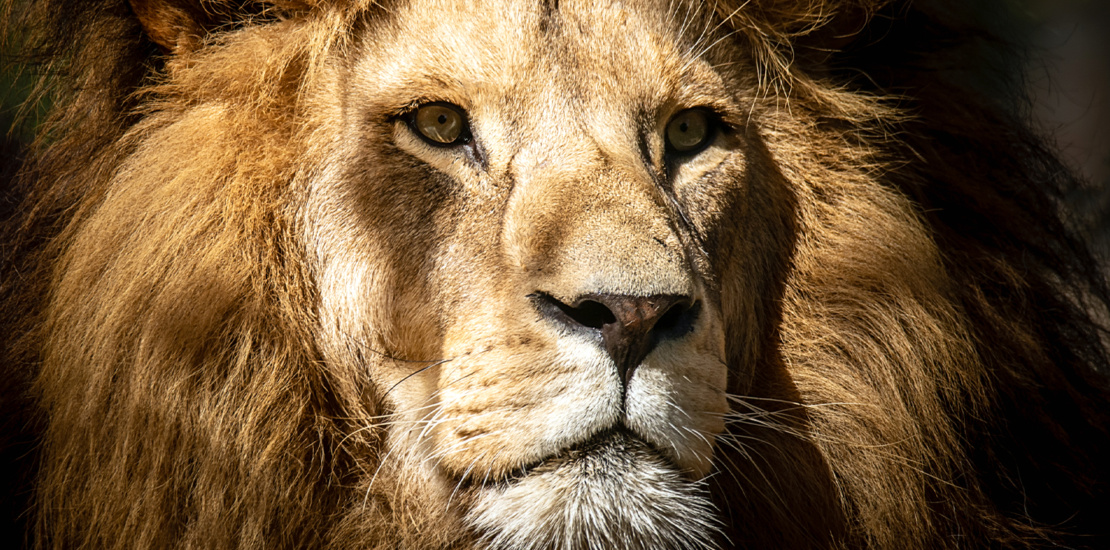 irpf-2024:-como-saber-se-caiu-na-malha-fina?