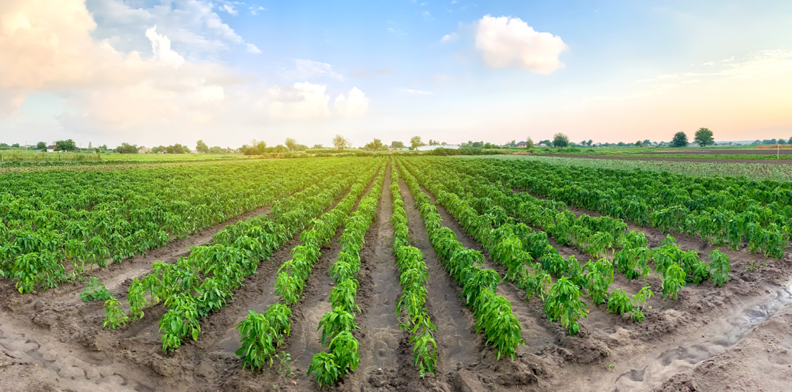 ccir-2024-ja-esta-disponivel;-veja-como-fazer-emissao