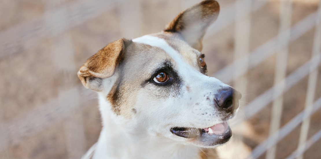 projeto-perdoa-debitos-fiscais-de-entidade-protetora-de-animais