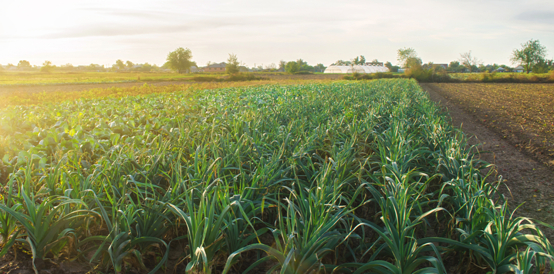 novo-prazo-e-diretrizes-para-declaracao-do-itr-2024