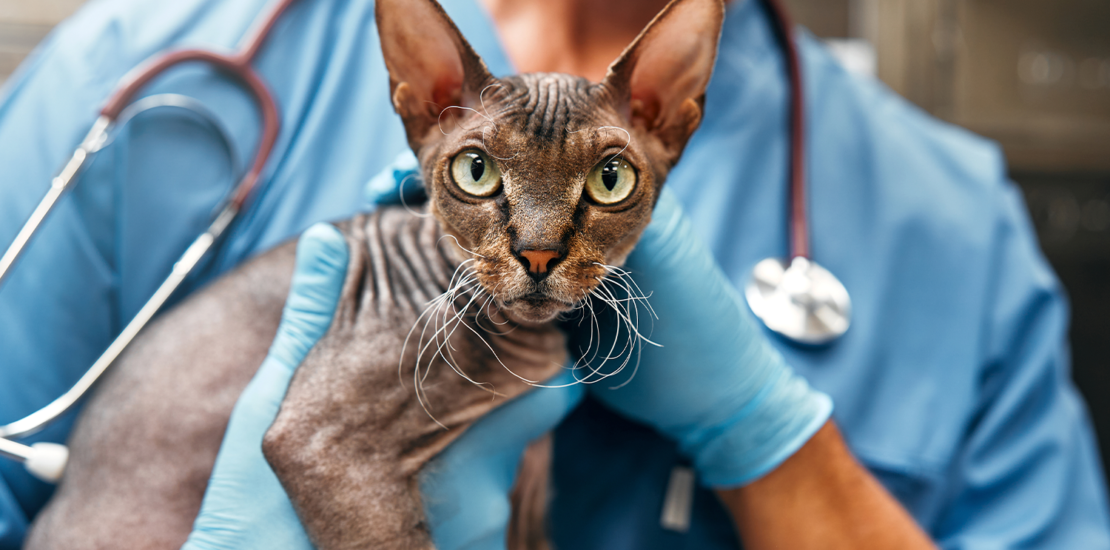 pl-aprovado-oferece-ate-4%-de-deducao-no-ir-para-doacao-de-controle-de-zoonoses