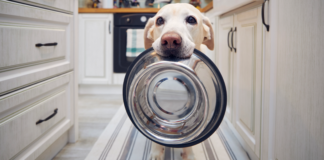 e-possivel-pagar-imposto-por-um-pet?-entenda-tributo-praticado-no-exterior