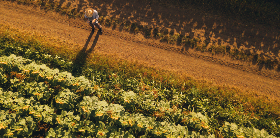 nota-fiscal-de-produtor-eletronica:-obrigatoriedade-e-adiada