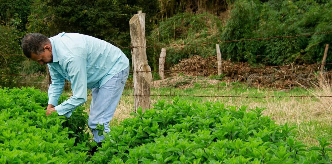 fim-da-nota-fiscal-de-produtor-no-rs;-veja-as-novas-exigencias