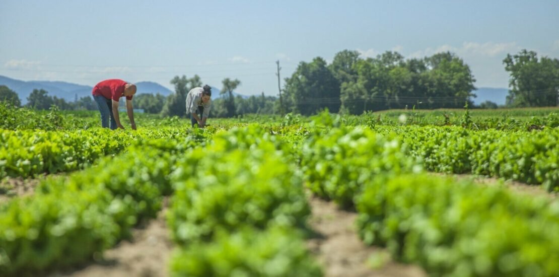 nfp-e:-adesao-obrigatoria-do-produtor-rural-no-pr-e-prorrogada-para-julho