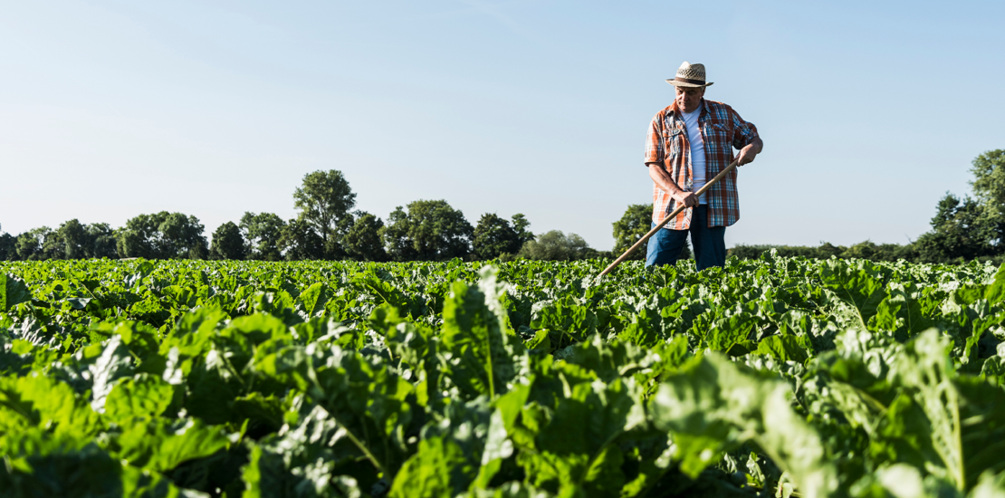 governo-lanca-desenrola-rural-para-pequenos-produtores