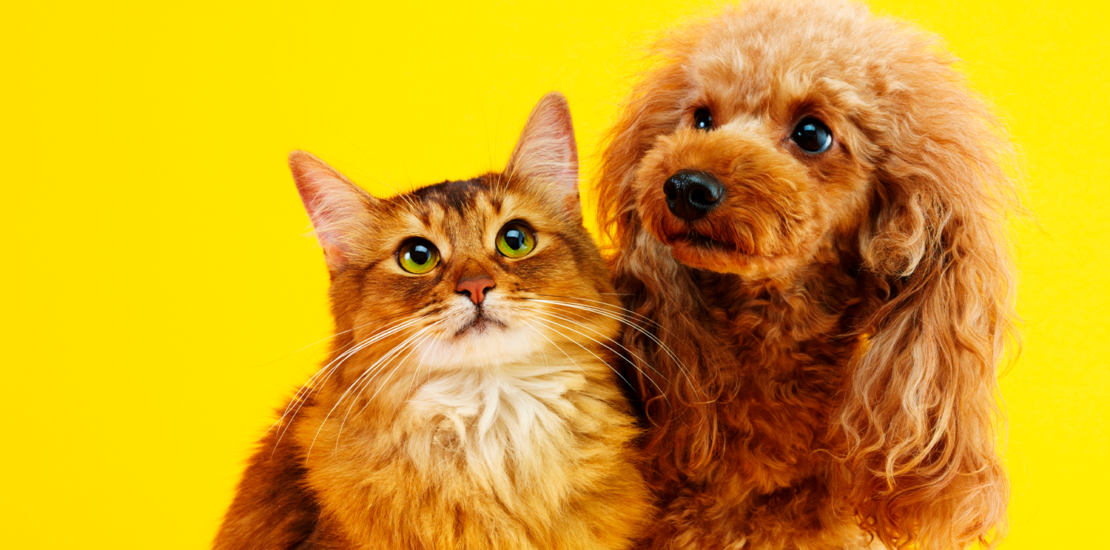 projeto-autoriza-deducao-no-ir-para-saude-de-pets