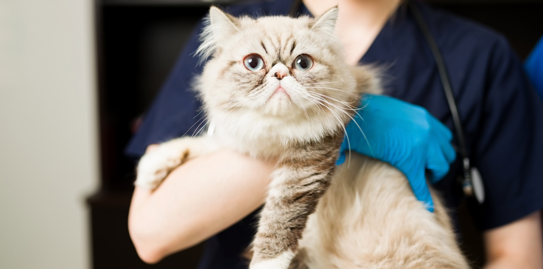 projeto-autoriza-saque-do-fgts-para-tratar-pet