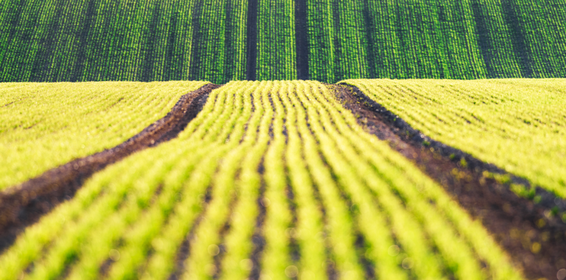 justica-garante-credito-de-pis/cofins-para-empresa-do-agro